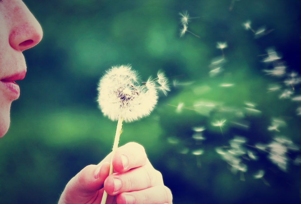 a girl blowing on a dandelion done with a vintage retro instagram filter